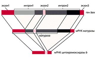 DYMSHIC5.gif (14150 bytes)